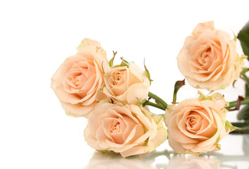 Fototapeta na wymiar Piękne róże na białym