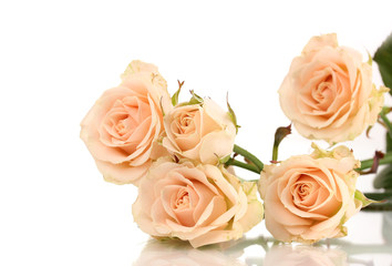 Beautiful roses isolated on white