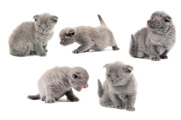 british blue shothair kittens