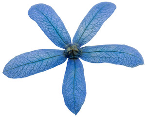 fleur de liane Saint-Jean