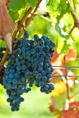 Fototapeta premium Ripe grapes right before harvest in the summer sun