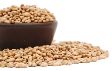 bowl of wheat grain on white background