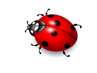 Ladybird. Vector eps10 illustration of ladybug on white