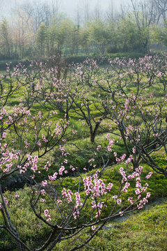 peach blossom