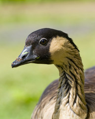 Close up  of Nene Goose