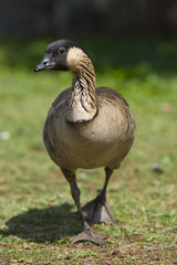 Walking Nene Goose