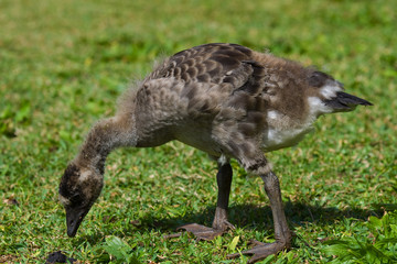Young Nene Goose