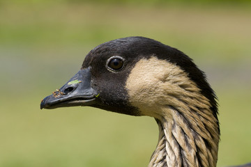 Nene Goose Head