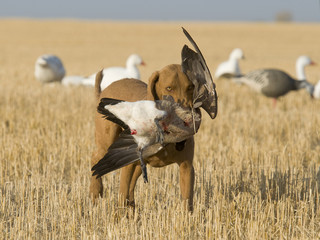 Dog Retreiving a Goose