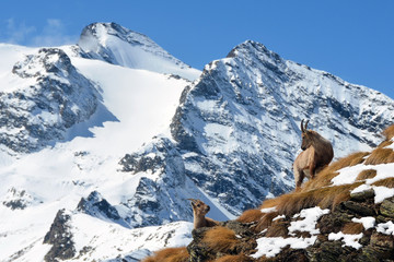 Stambecchi sulle Alpi