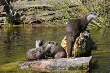 Fischottergruppe