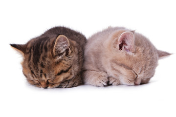 Naklejka premium Two British kitten sleep