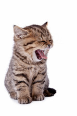 The striped kitten yawns