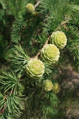 Spring Pine Cones 3