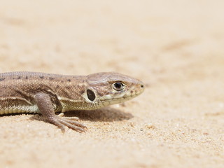 European Green Lizard, juvenile, Lacerta viridis