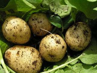 A bunch of fresh new potatoes