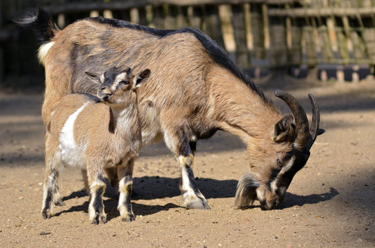 Closeup brown goat (Capra aegagrus) with its young
