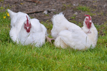 Two white hens, variety “Gâtinaise”, sitting on grass