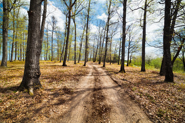 Dirt road in the forest