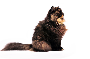 Persian tortie cat on the white background