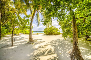 tropical beach with trees