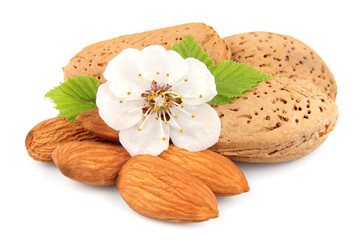 Almonds nuts with flowers of nuts