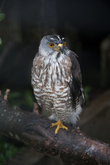 crested goshawk