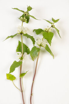 Lamium album / Lamier blanc / Ortie blanche
