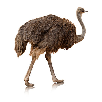 ostrich isolated on a white background