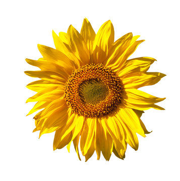 Yellow sunflower isolated on white background
