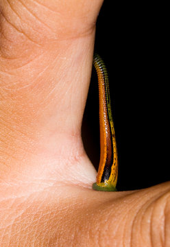 Leech