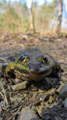 Froschgesicht