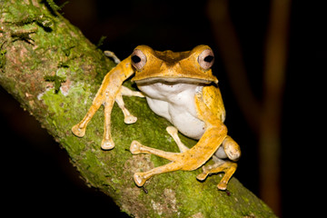 Fototapeta premium File Eared Tree Frog, Polypedates otilophus, Borneo