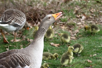 maman oie protegeant ses petits oisons