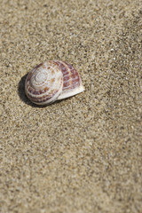 Conchiglia di lumaca sulla sabbia