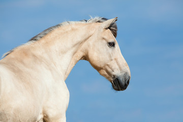 Obraz na płótnie Canvas Horse portrait at blue sky