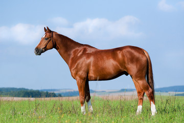 Fototapeta na wymiar Chestnut bawarski koń stoi w łąki.