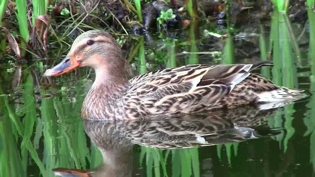 Stockente