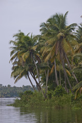 Palms along canals and lakes in Backwaters, Kerala, India