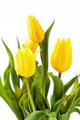 Beautiful spring, yellow tulips on white background