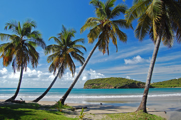 Beautiful secluded beach with palm trees on Grenada Island