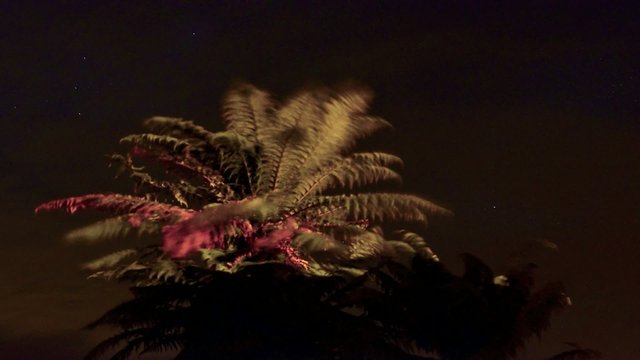 Timelaps of night sky with stars passing over Fern tree