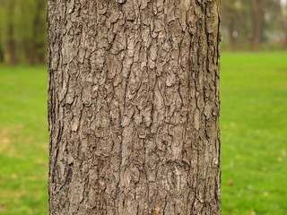 Baumstamm einer Rosskastanie