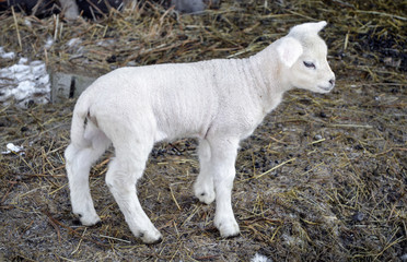 lamb