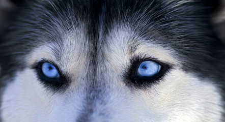 Husky