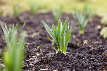 Spreing plants