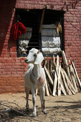 Une ch&egrave;vre blanche