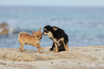 discussion entre deux chihuahuas