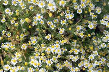 chamomile daisies background