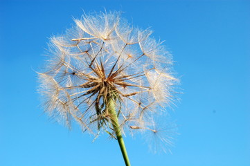 high definition dandelion flower, blue sky on background